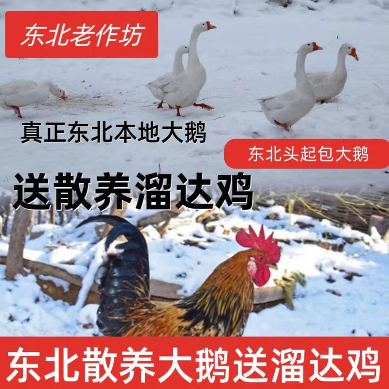 东北黑龙江散养大鹅起头方头大鹅送公鸡农村散养大白鹅送礼
