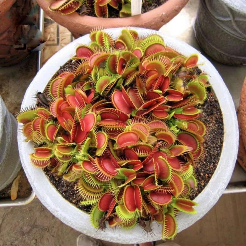 驱蚊捕虫草食虫四季易活阳台庭院盆栽花卉植物花种子籽花籽捕蝇草