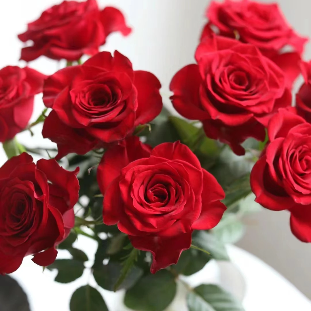 【沈阳鑫悦花坊鲜切花】红玫瑰