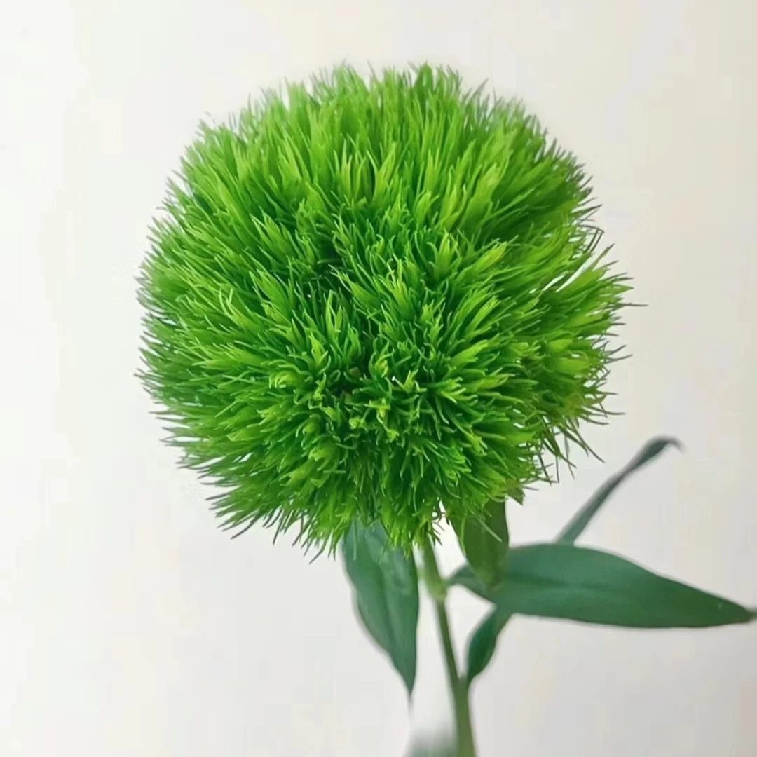 【鑫悦花坊】绿石竹  绿毛球