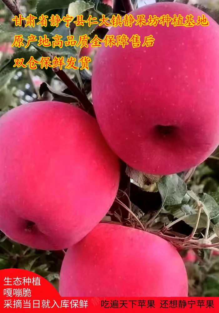 静宁仁大镇高山晚熟果甜苹果