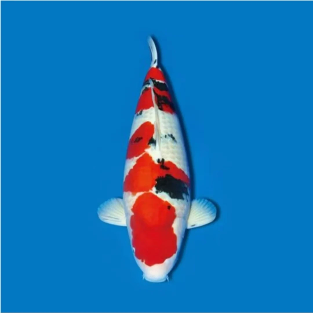 精品观赏鱼红白大正锦鲤冷水鱼