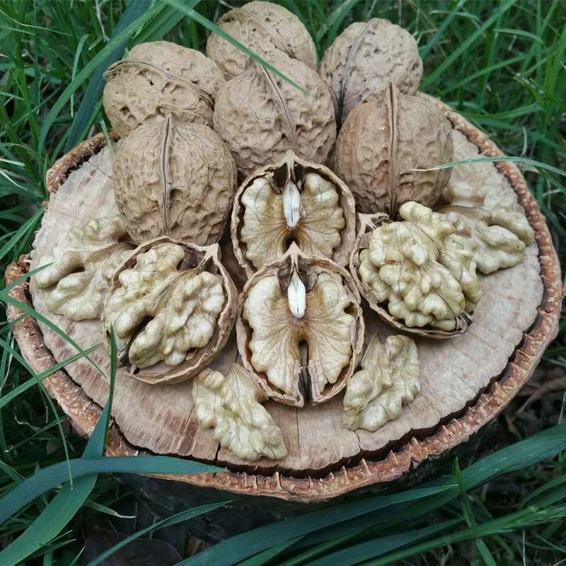 云南大姚103果优质薄皮核桃野生老树原味生无苦涩坚果零食散装5斤