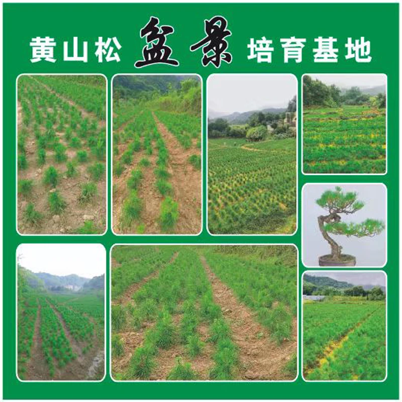 直播间价（黄山松盆景）