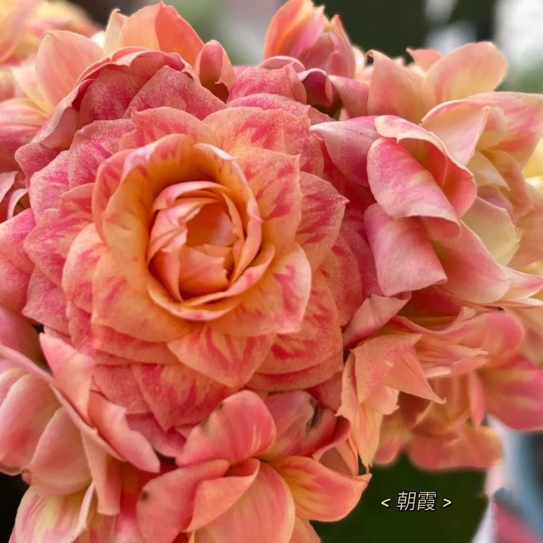 【朝霞】摩尔长寿80盆长寿花