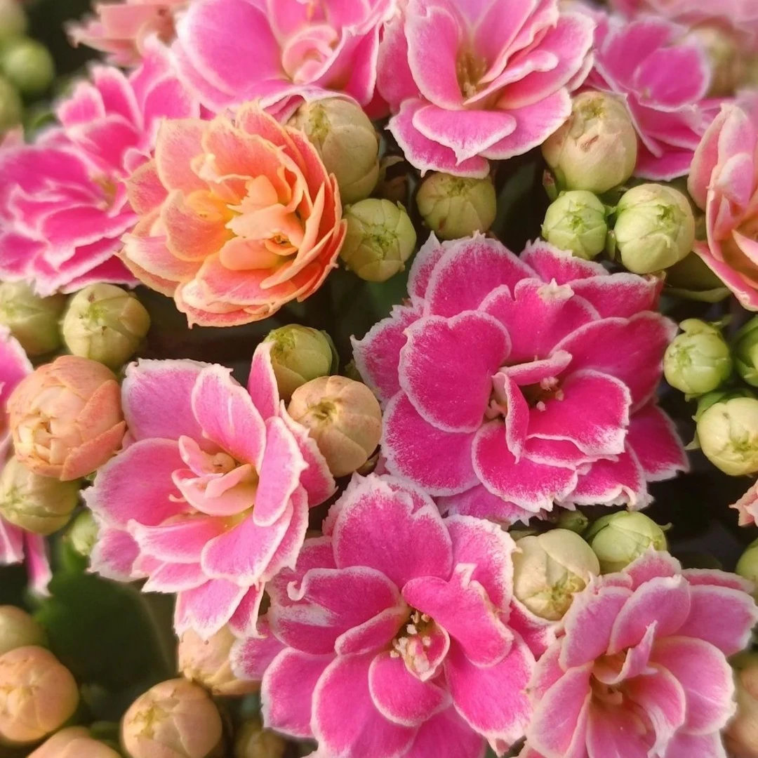 彩蝶复色重瓣带白边重瓣长寿110盆