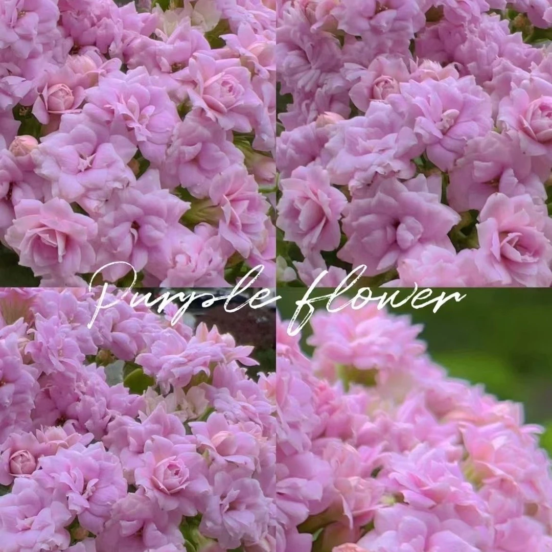 梅尔迪斯紫云霜90盆