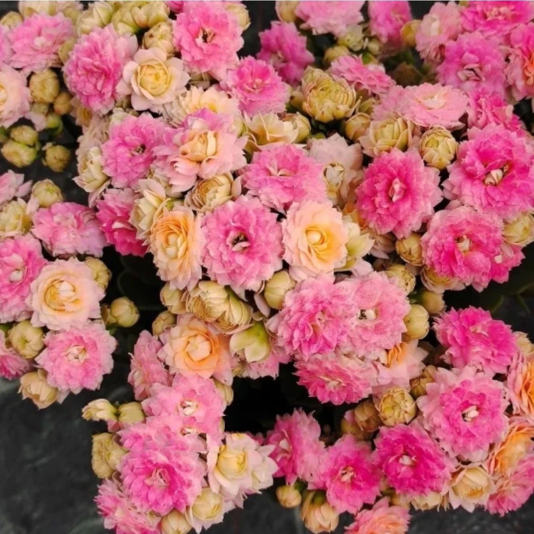 【婚礼冰淇淋】重瓣带花苞长寿花110盆