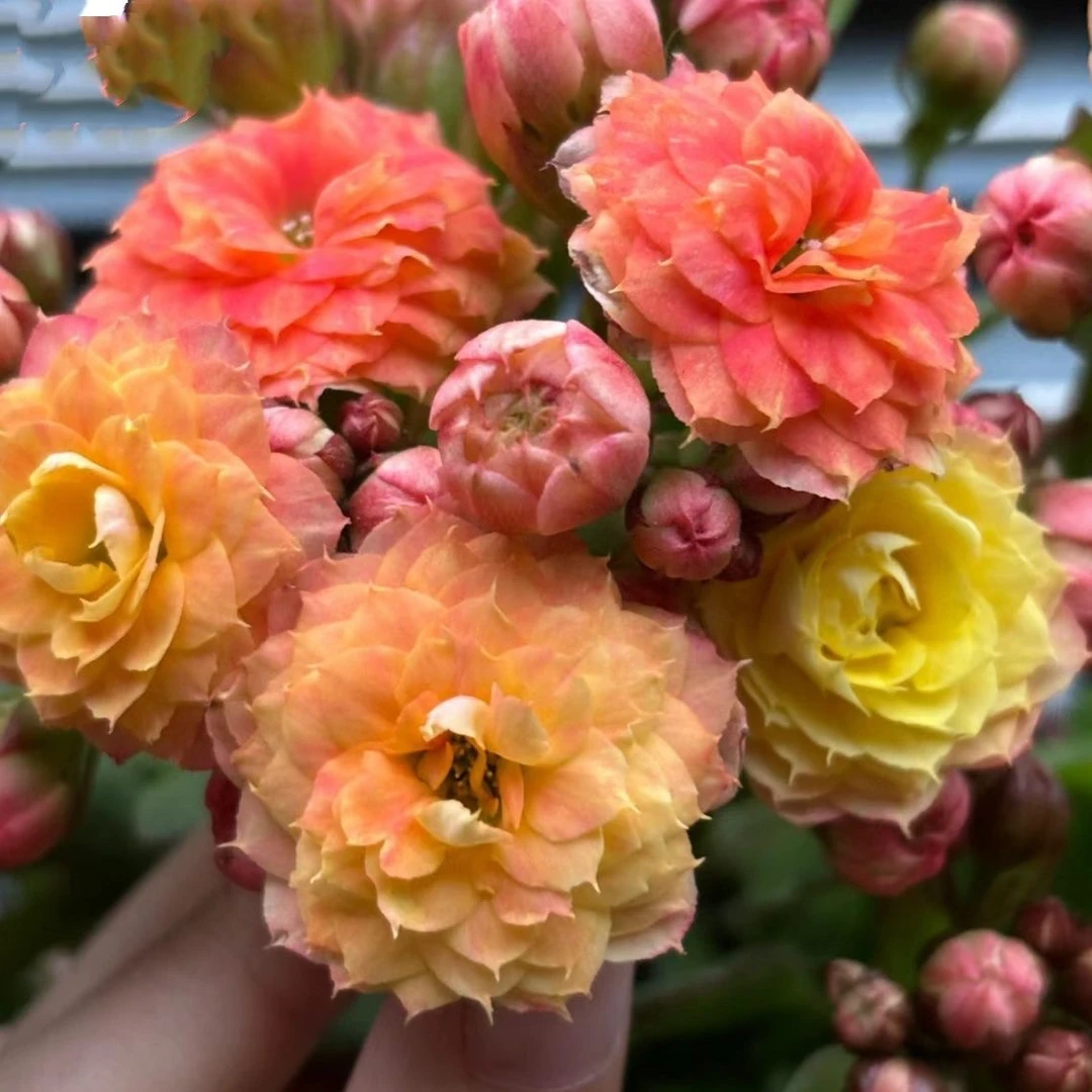 【星芒】110盆重瓣超大花长寿花