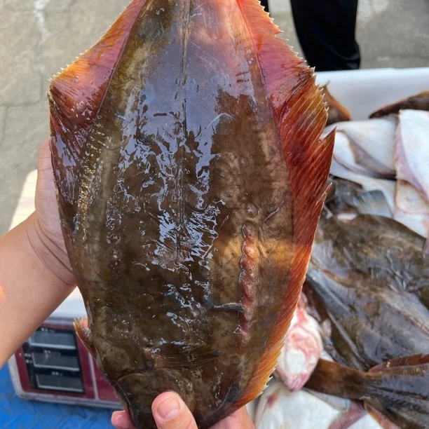 【大连杏树屯】野生海捕石鳉鱼新鲜原浆净重3.8-4.2斤