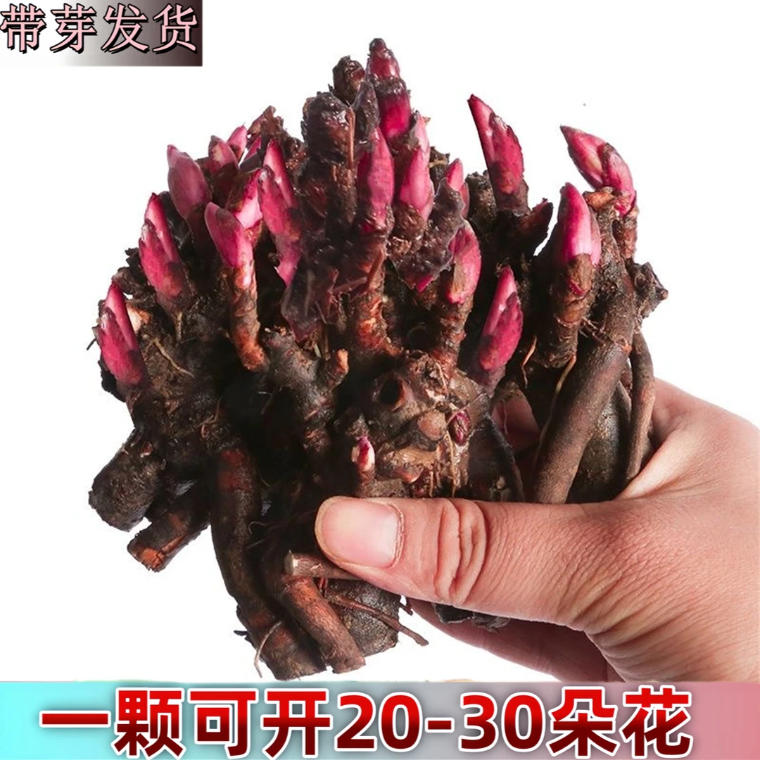 重瓣芍药花苗带芽芍药根茎耐寒好养多年生庭院室内外浓香芍药老根