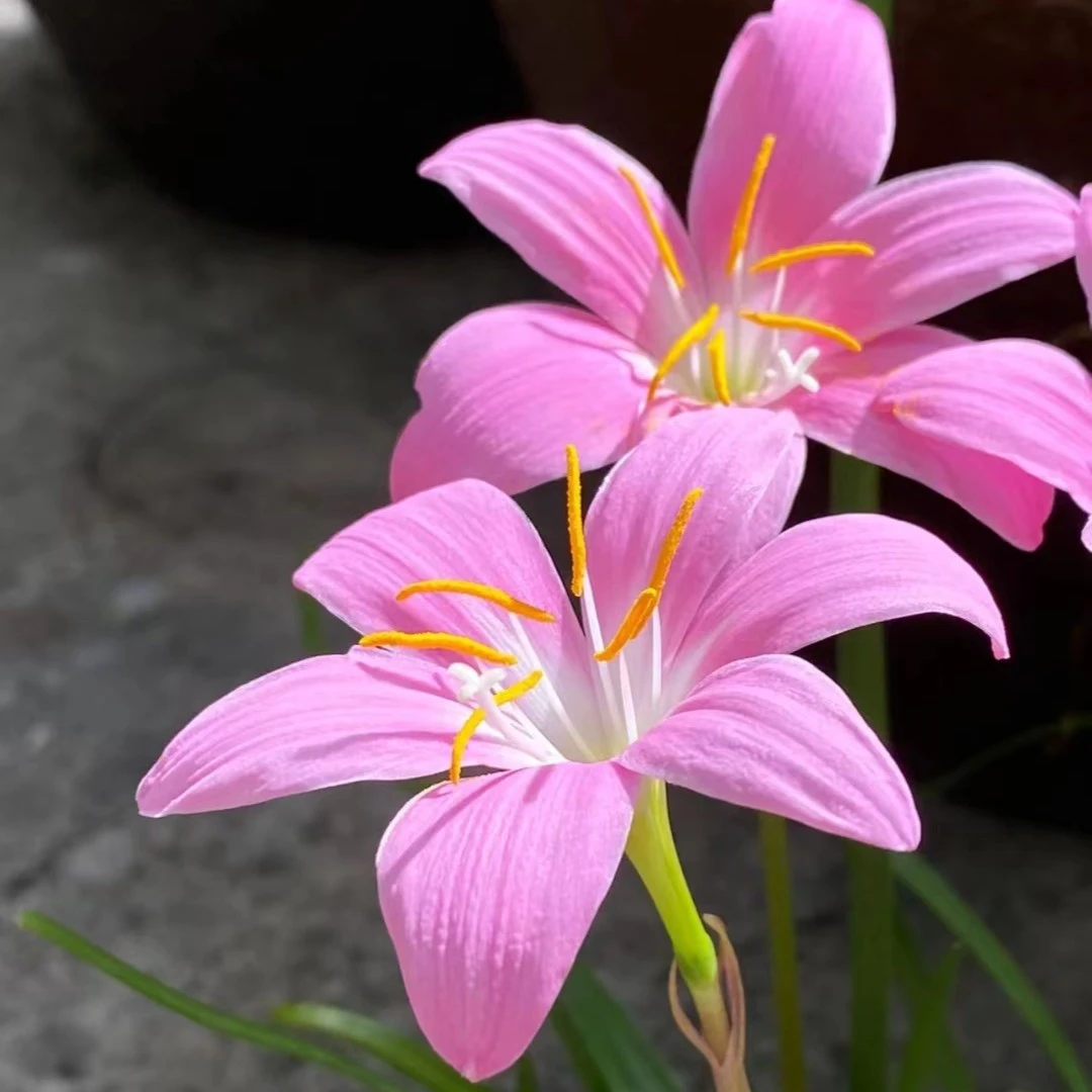 清香型四季开花重瓣风雨兰种球庭院阳台盆栽花卉植物好养易活韭兰