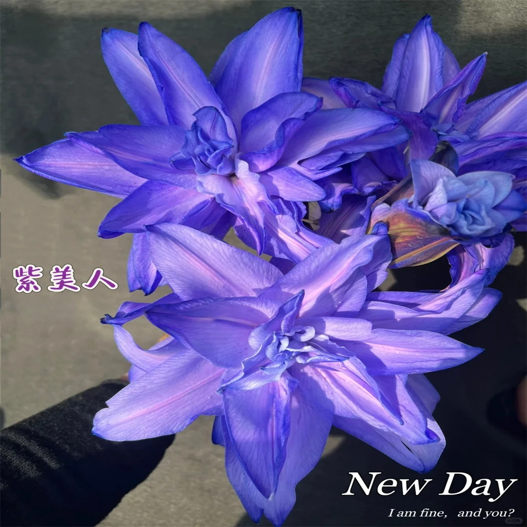 【西伯利亚】进口百合种球西伯利亚索邦庭院阳台多年生有香味耐看