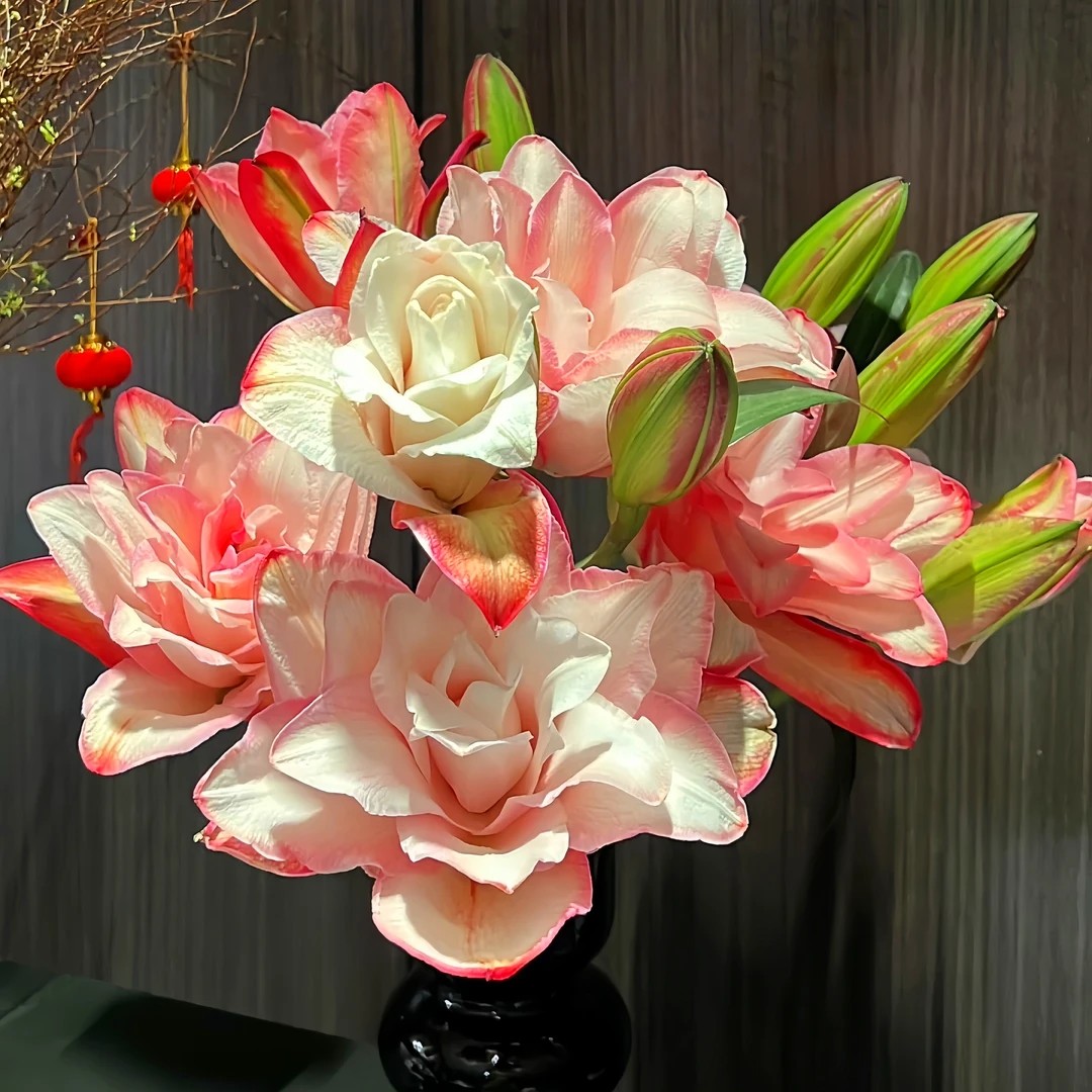 香水百合布朗尼花种球重瓣种球进口百合花四季开花盆栽浓香型花卉