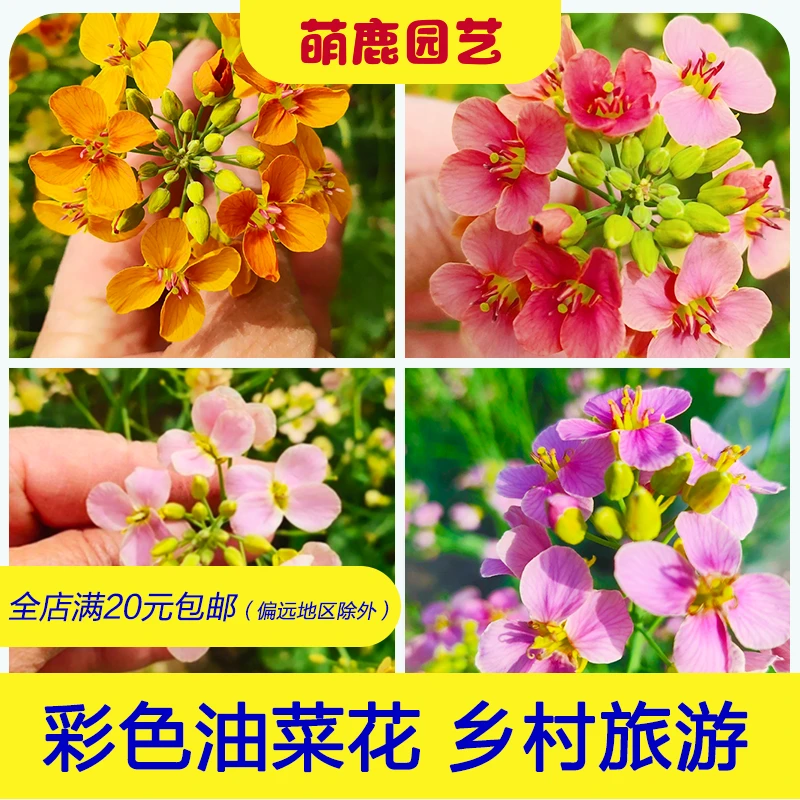 彩色油菜花种子苗 油菜花苗乡村旅游 观花 油菜花画红色紫色夏季