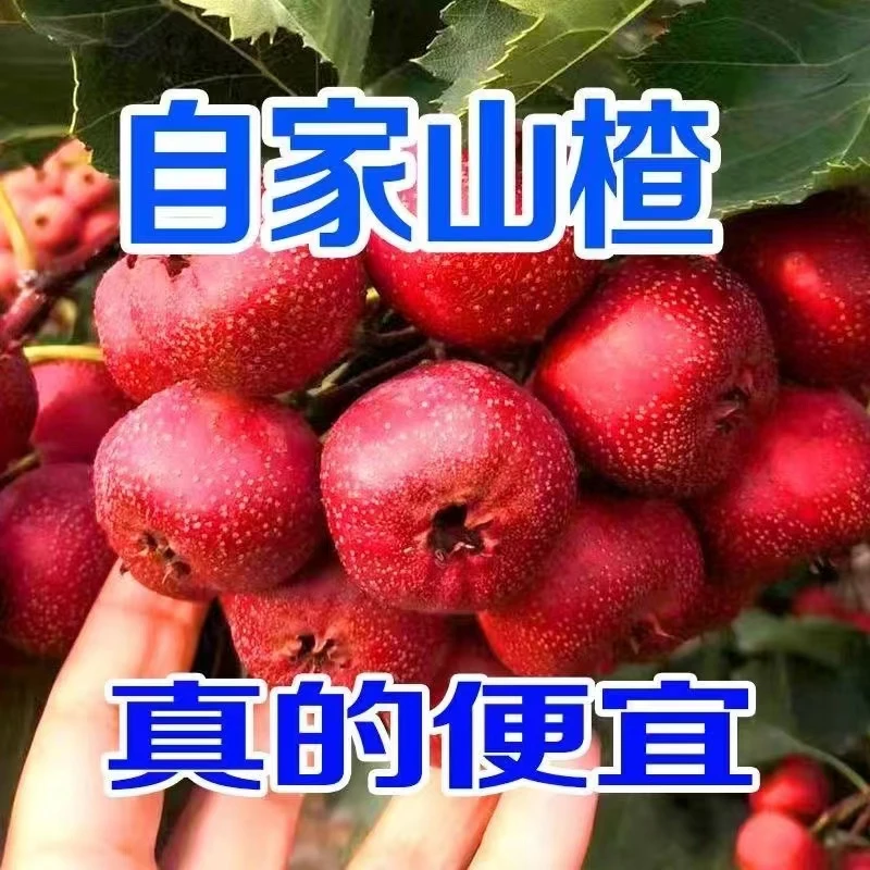 【活动补贴】沂蒙山新鲜采摘大山楂果