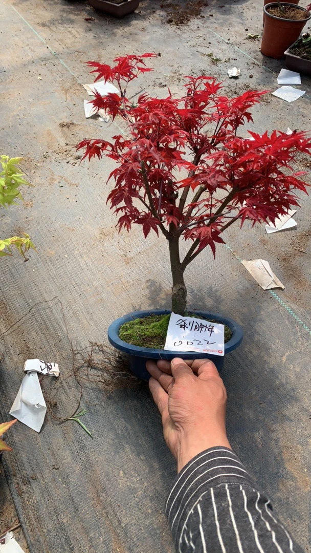 日本红枫树苗枫树红舞姬盆栽黄金枫中国三季红盆景风景树庭院植物