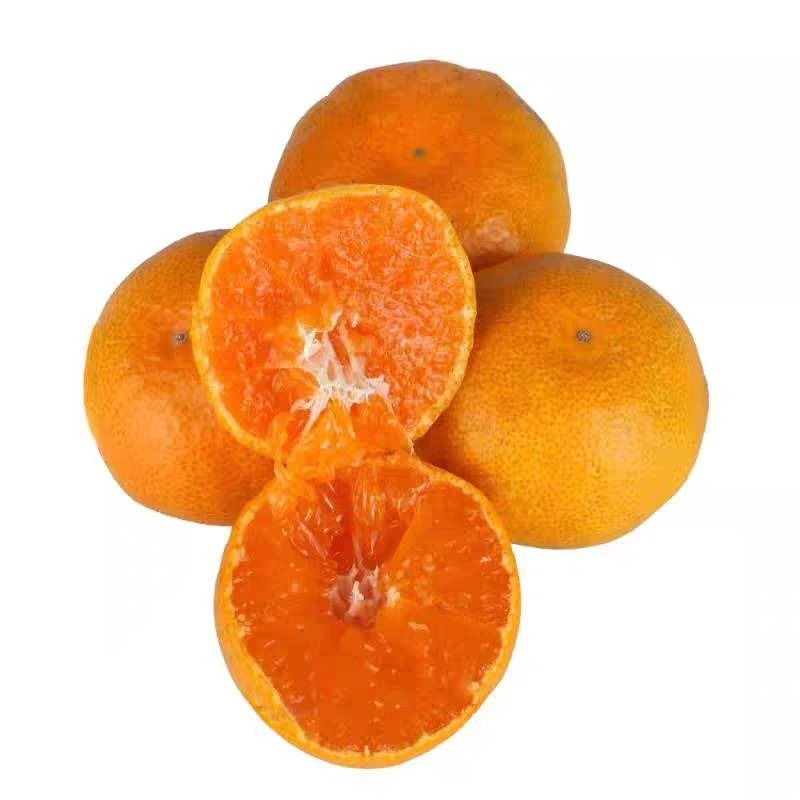 陕西汉中蜜桔约500g/份