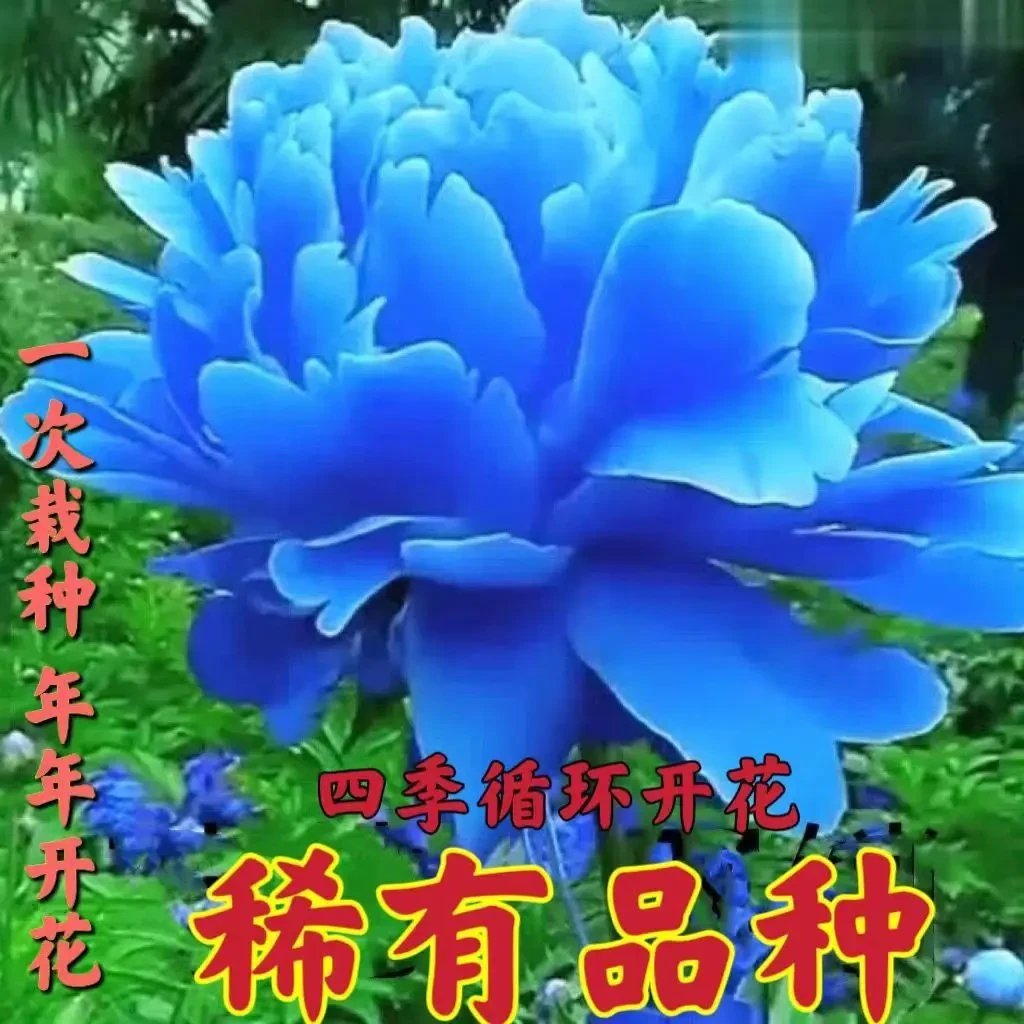 芍药花苗四季开花耐寒芍药根块室外庭院阳台盆栽花卉大全