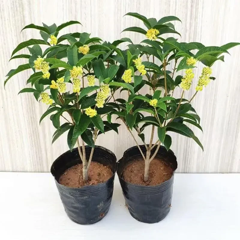 桂花树苗四季桂盆栽日香桂花树苗四季开花浓香型耐寒好养室内庭院