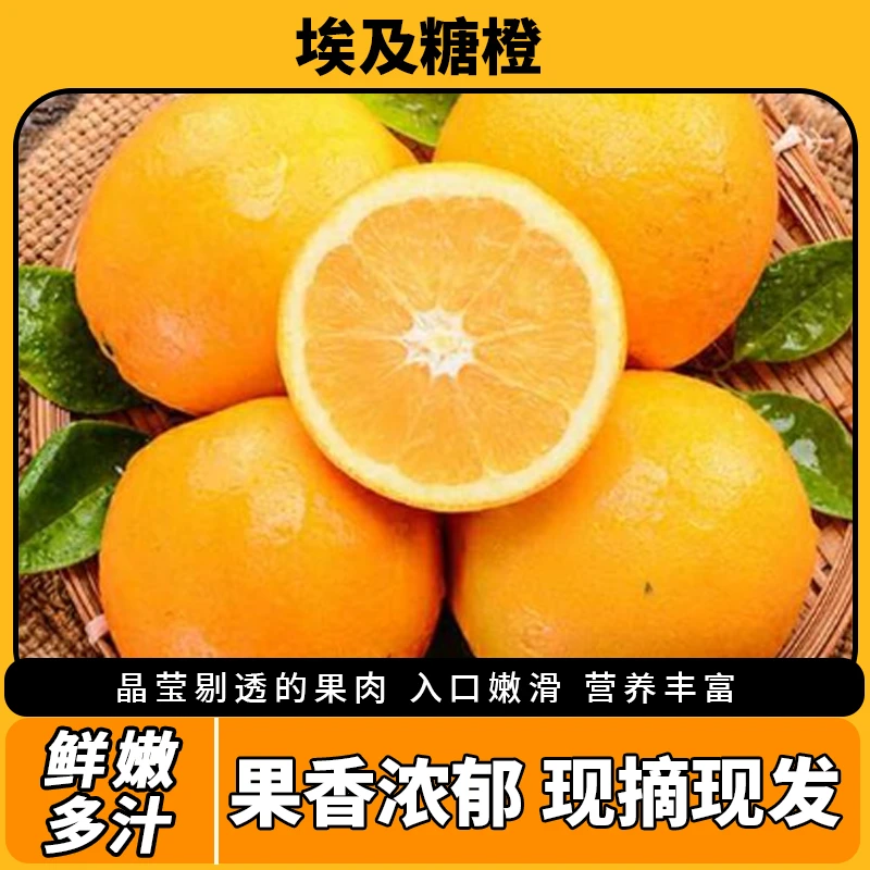 采摘新鲜埃及甜橙香甜超甜优选细腻皮薄自然湖南无核爆汁快递发货