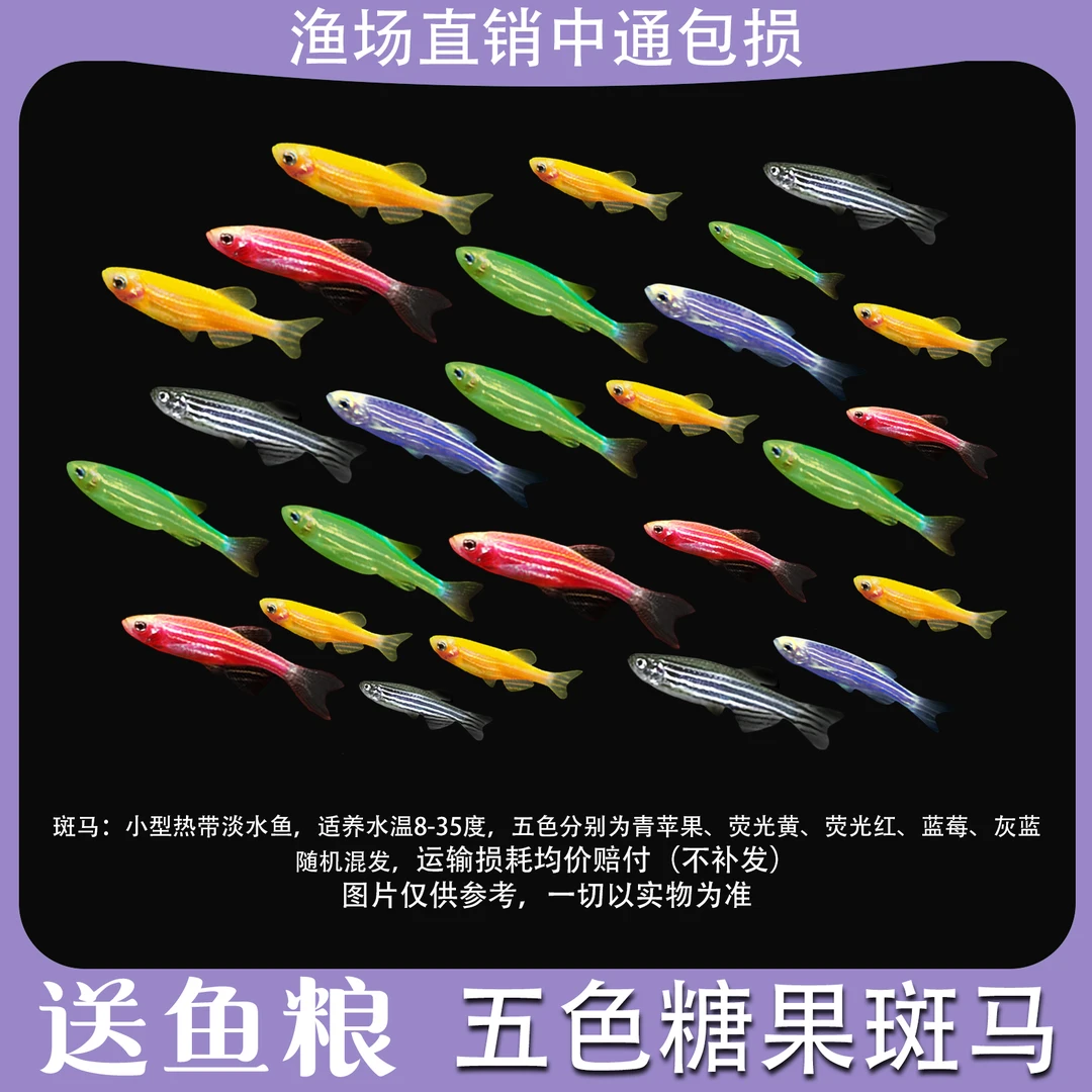 【糖果斑马】好养耐活淡水鱼冷水热带路损均价赔付小型观赏鱼