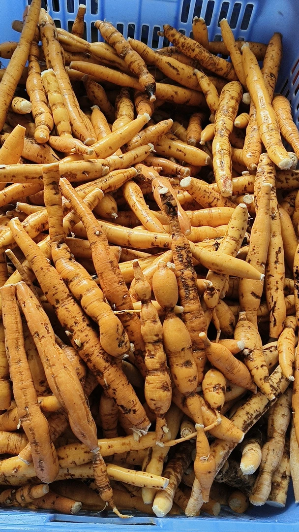 牛大力新鲜粉质薯去皮煲汤泡酒料