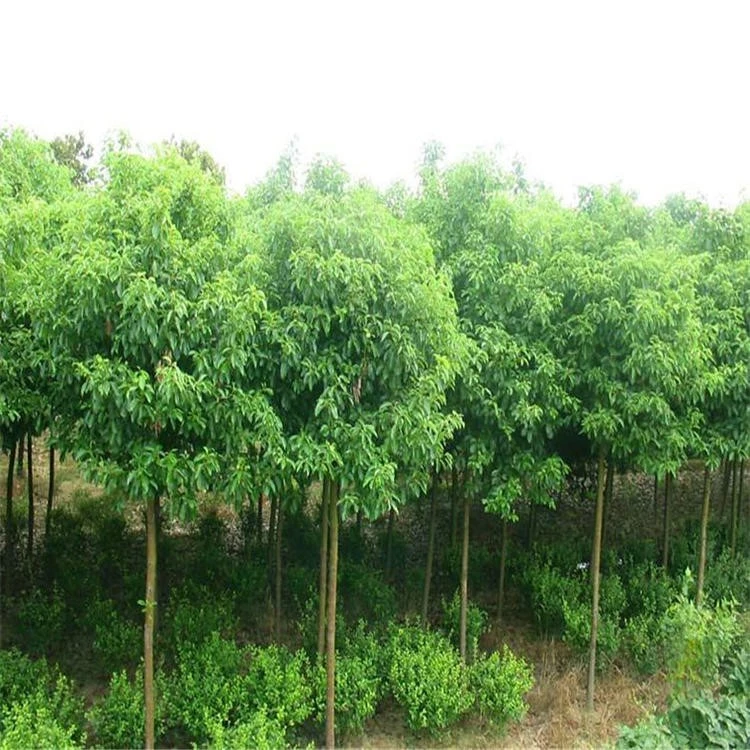 龙脑香樟树苗大小叶香樟四季常青南北方种植大型绿化