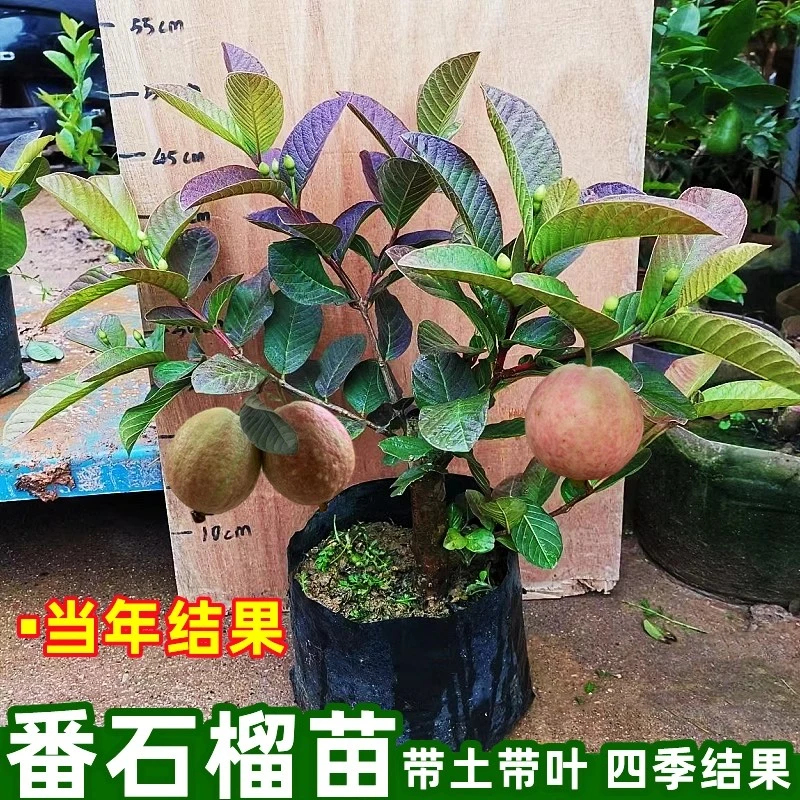 番石榴树苗奶油软心番石榴四季胭脂红白心番石榴红宝石红心芭乐