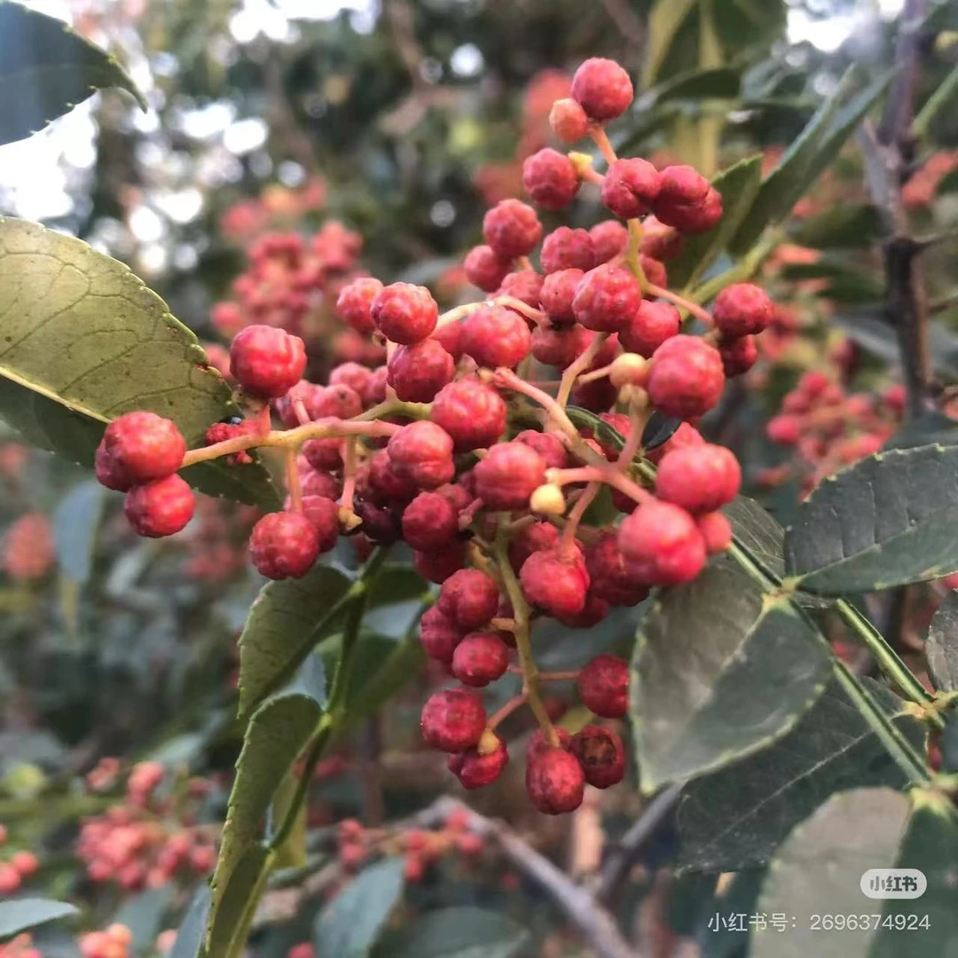 九叶青花椒树苗大红袍花椒苗地栽盆栽藤椒麻椒树四季种植带土带叶