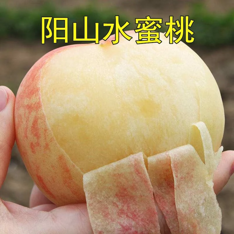 嫁接桃树苗盆栽地栽桃子黄桃【阳山水蜜桃】树苗南北方种植果树苗