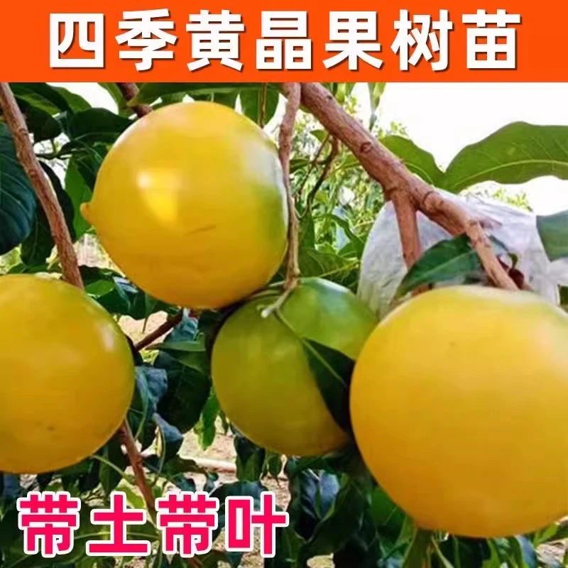 黄晶果树苗嫁接带果黄金果苗黄宝石冬蜜四季当年结果南方种植盆栽