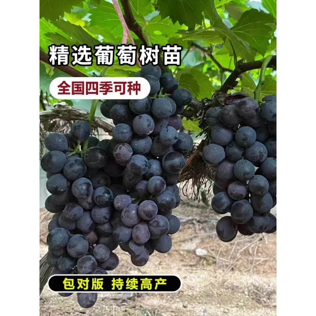 葡萄树苖特大巨峰葡萄苗爬藤阳光玫瑰葡萄树苗北南方种植果树果苗