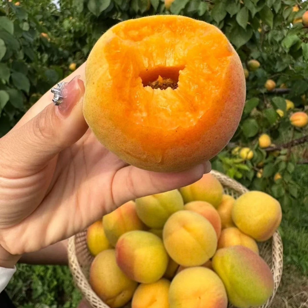 杏树果苗荷兰香蜜杏树嫁接苗金太阳杏子大树活苗盆栽庭院果树果苗