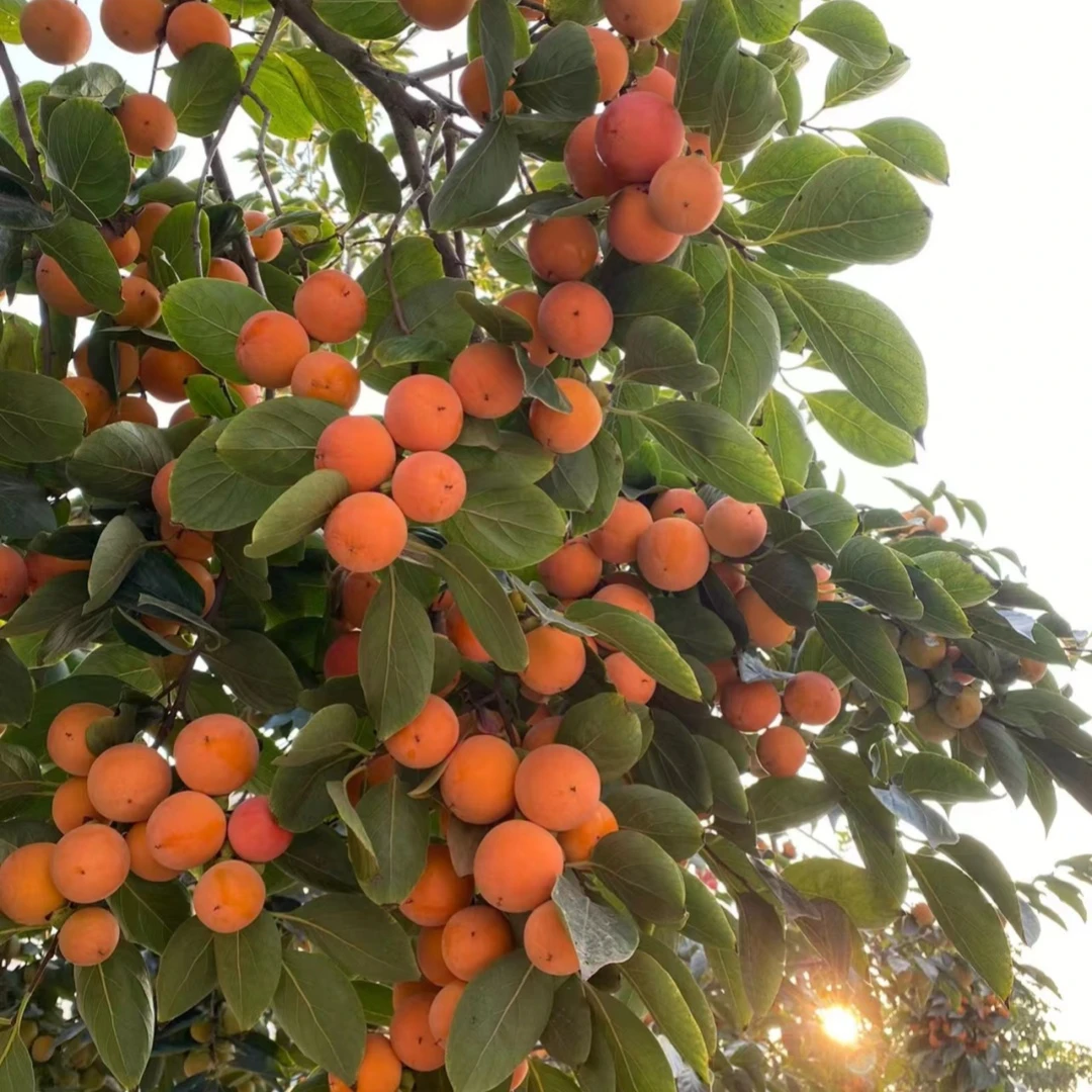 嫁接柿子树苗南方北方种植柿子苗树地栽四季种易活当年结果果树苗