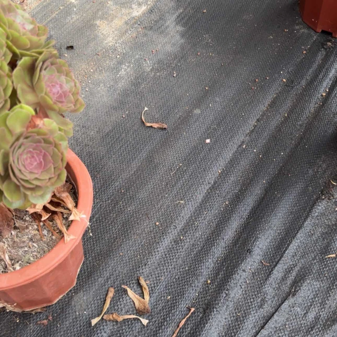 【闪购商品】寄养运费多肉