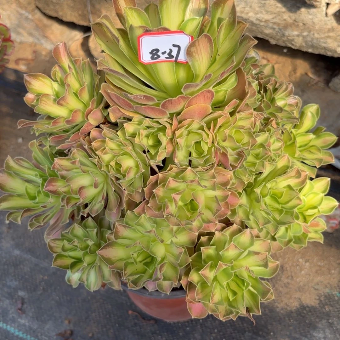 8-37少华多肉植物