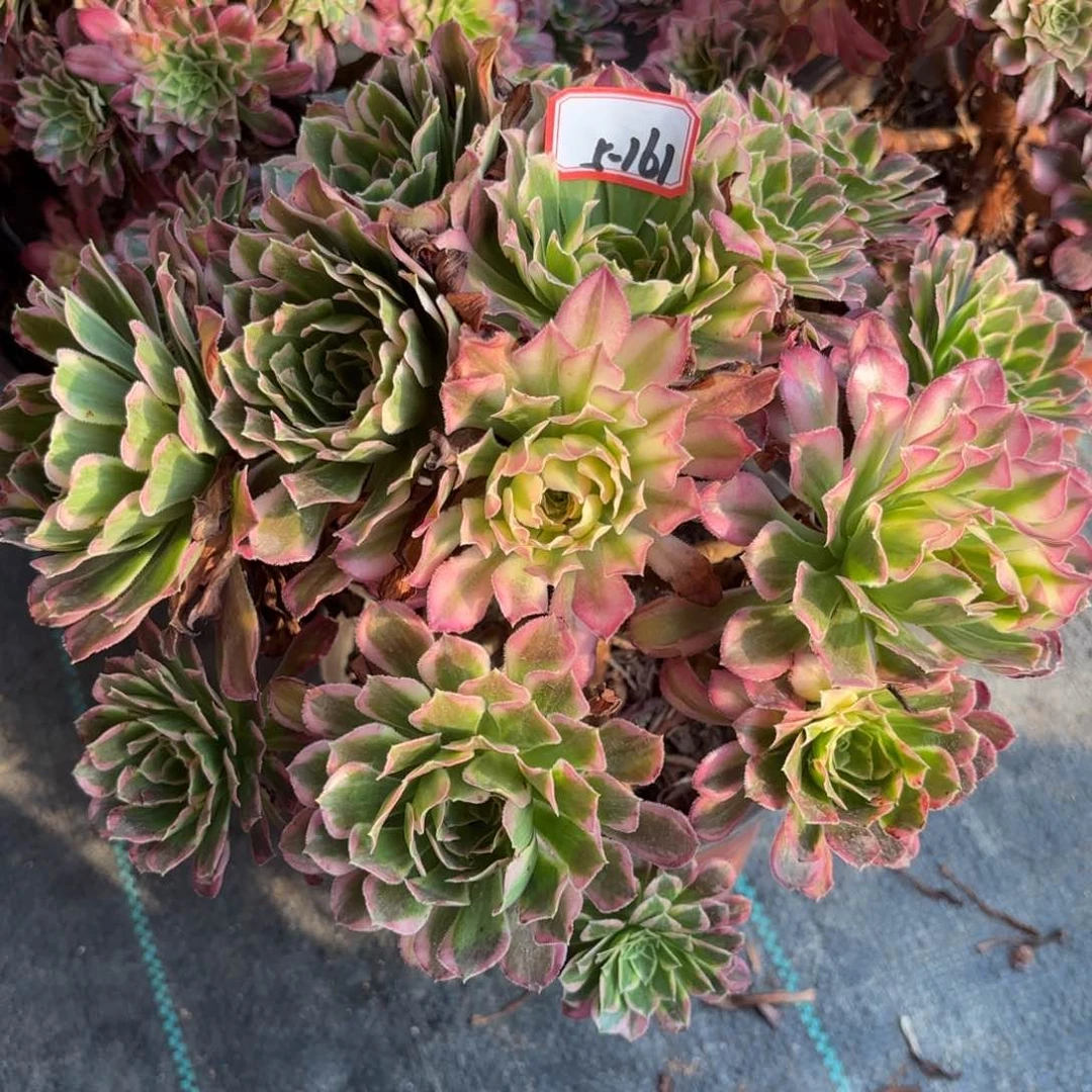 5-161天合朵朵多肉植物