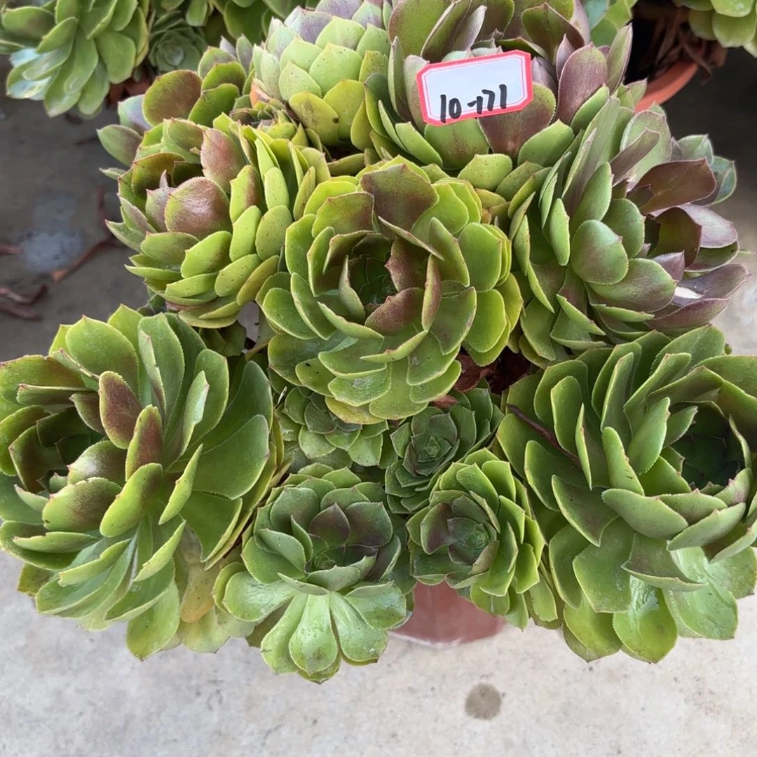 10-171万圣节变异朵朵多肉植物