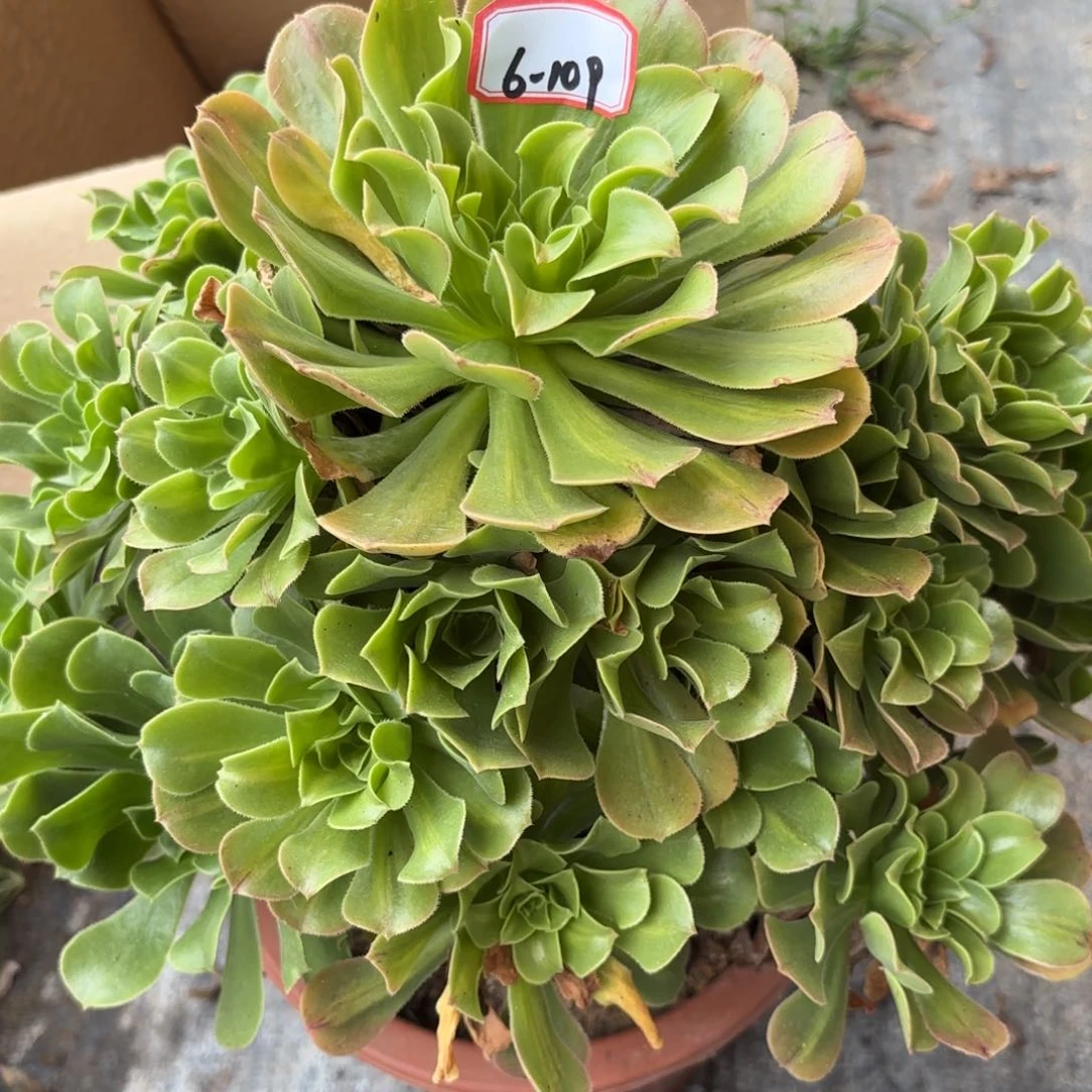 K****鼻6-109夜光杯多肉植物