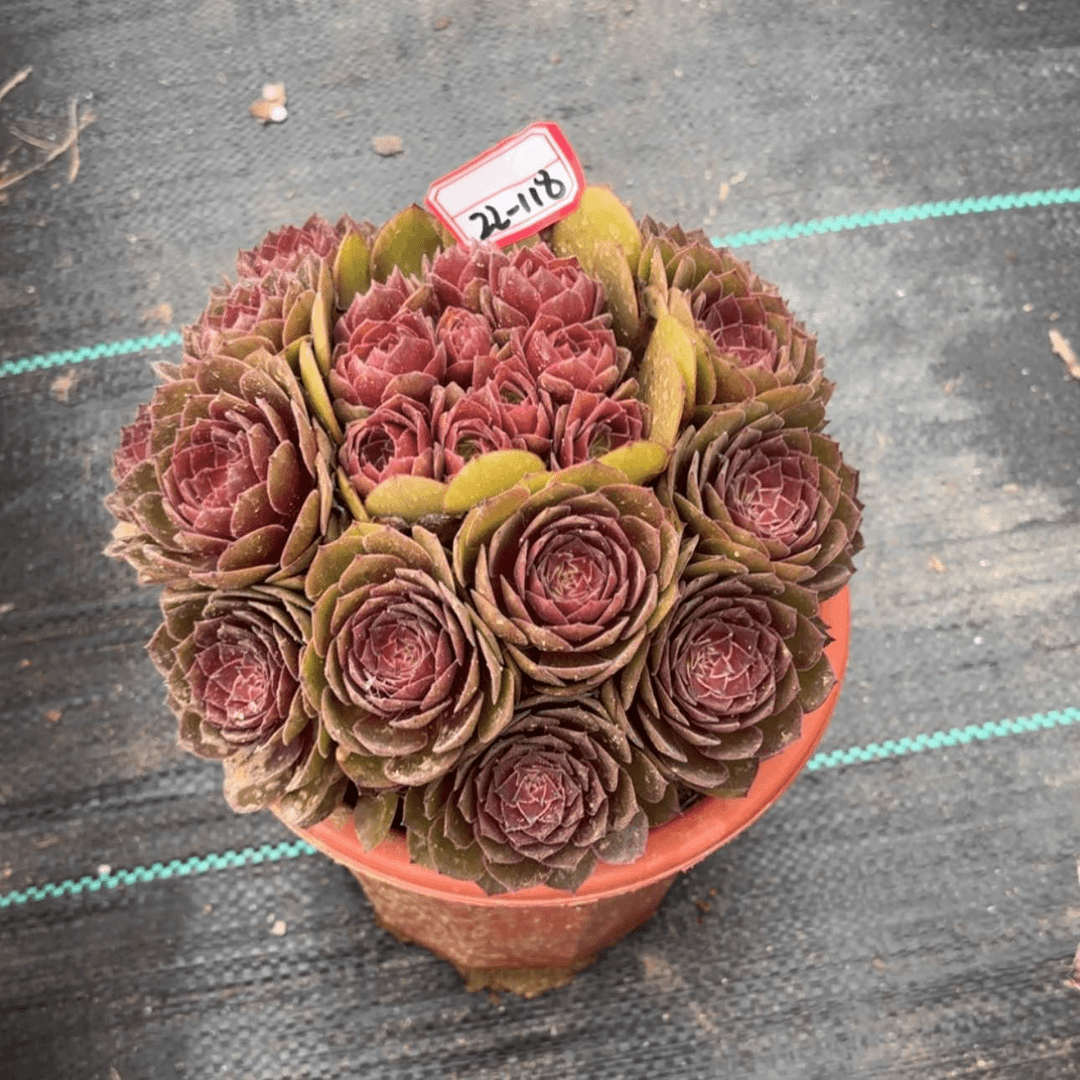 【闪购商品】萍*?22-118红膜朵朵多肉