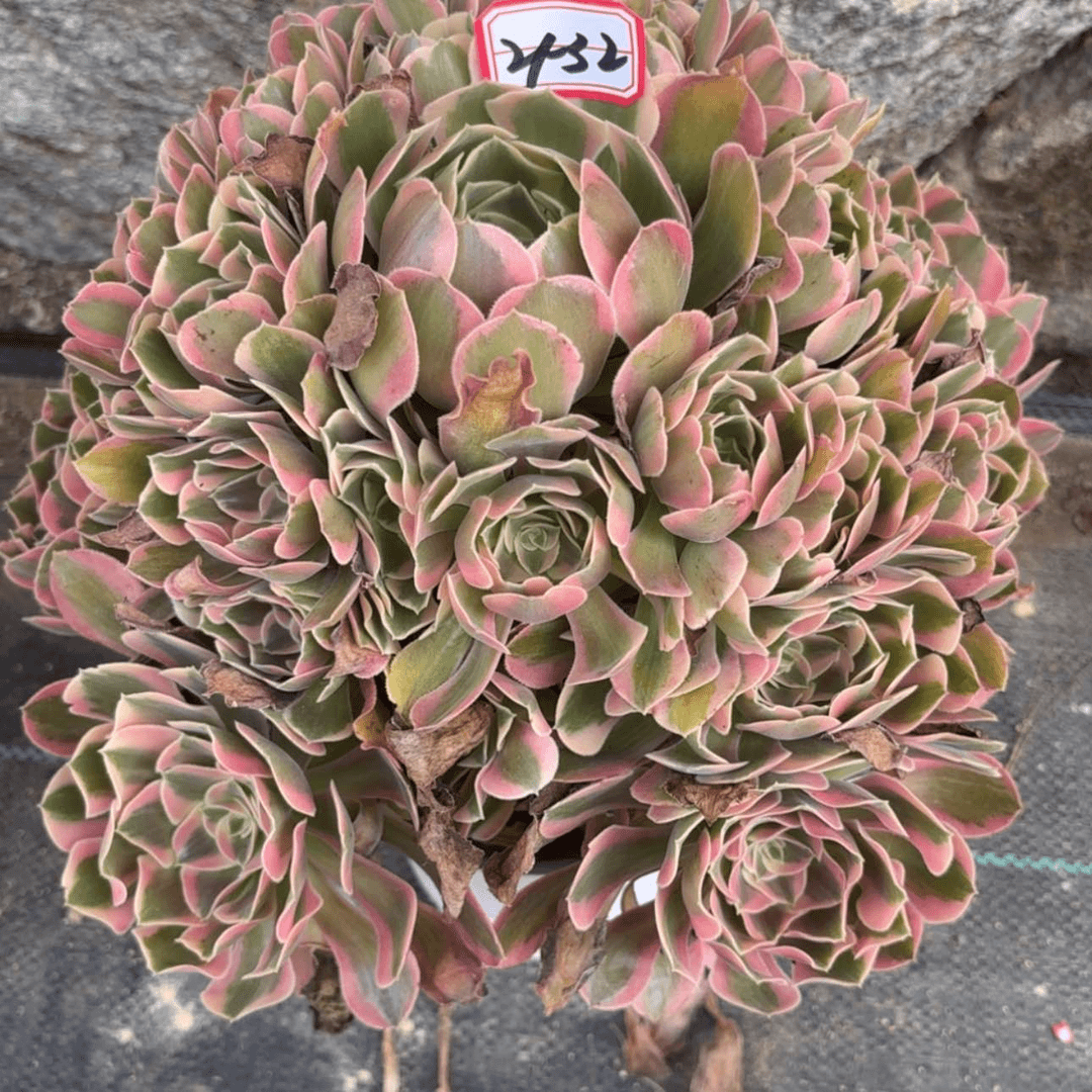 【闪购商品】21-32多肉