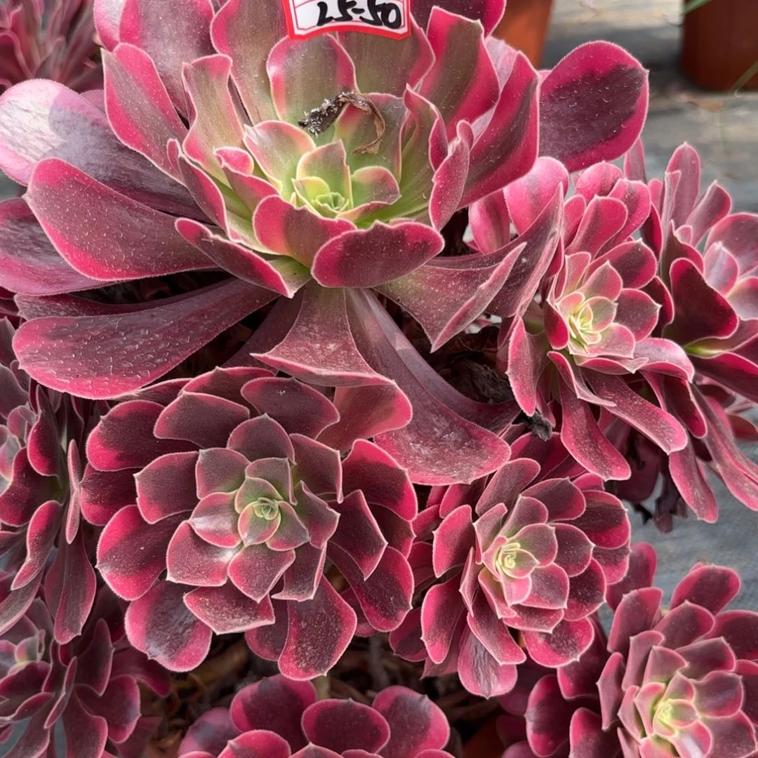 25-50凤冠多肉植物