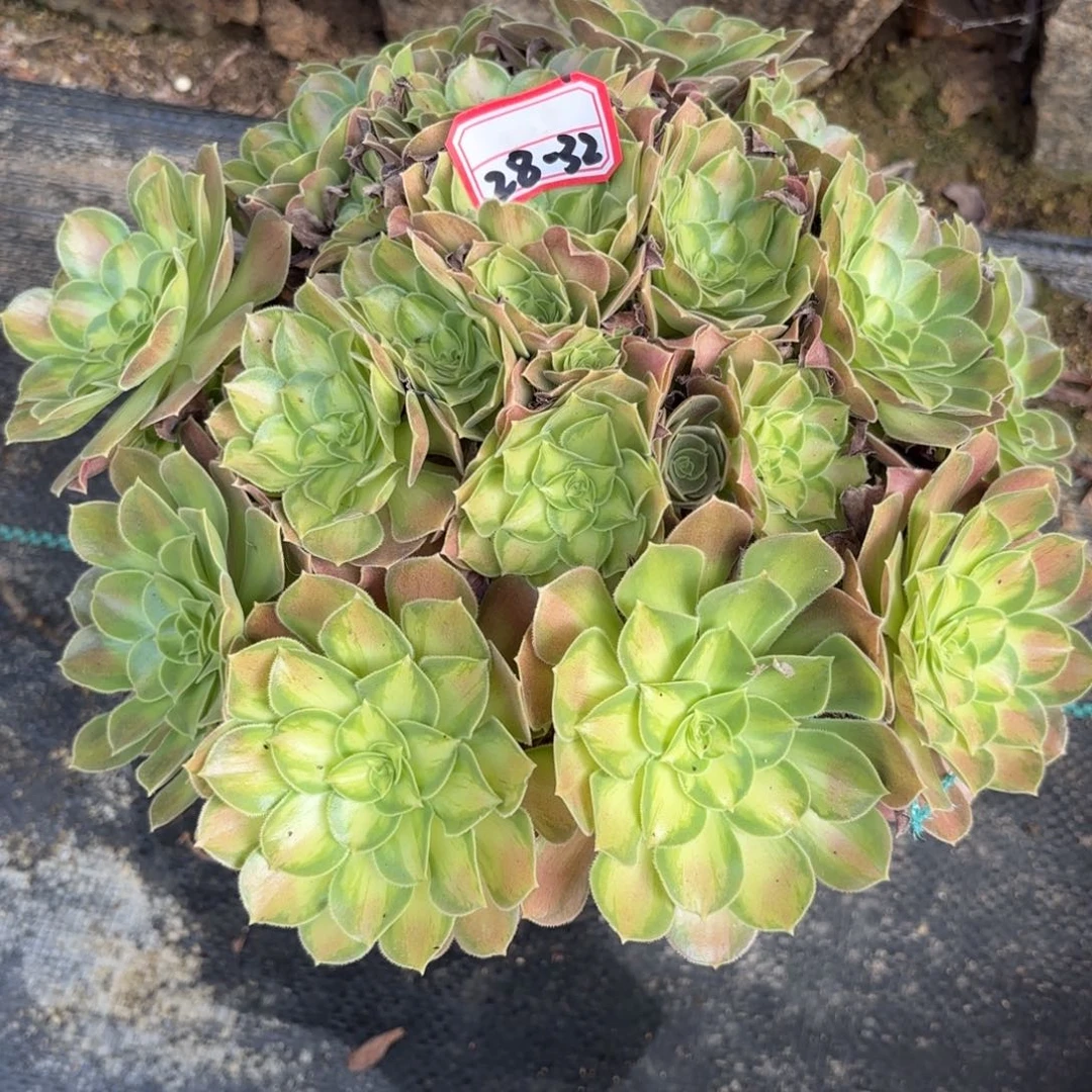 28-32少华朵朵多肉植物