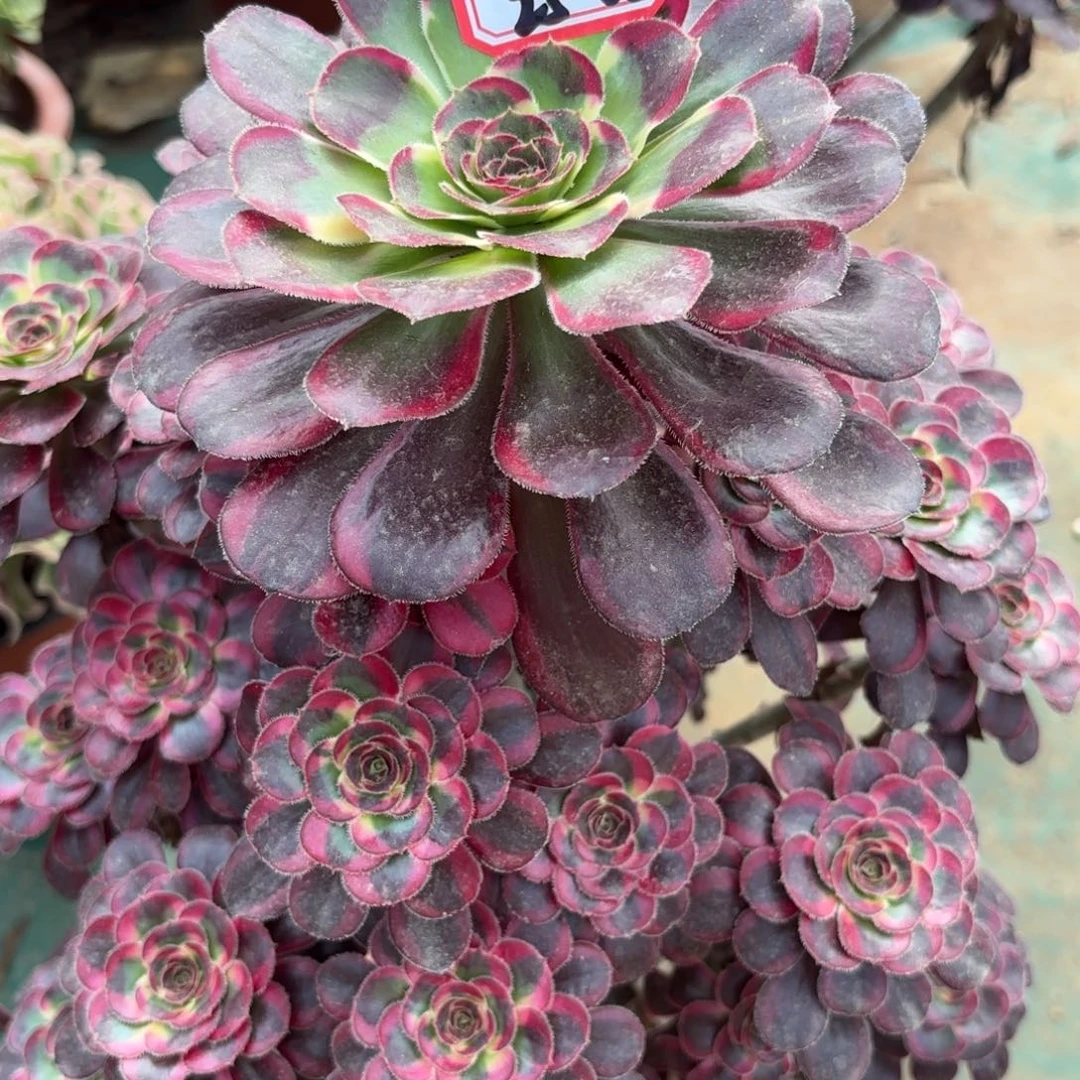 25-66丽娜多肉植物