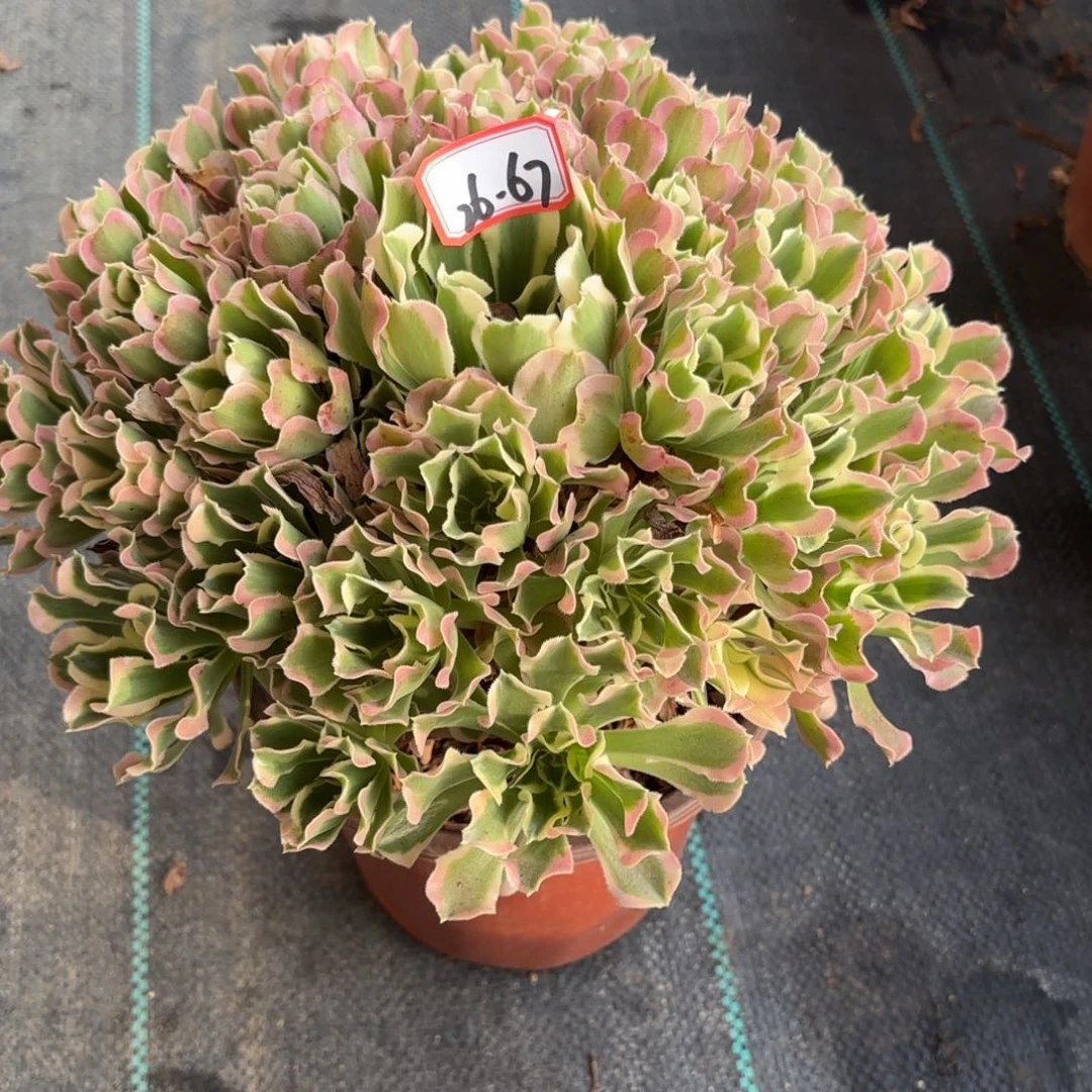 26-67白凤多肉植物