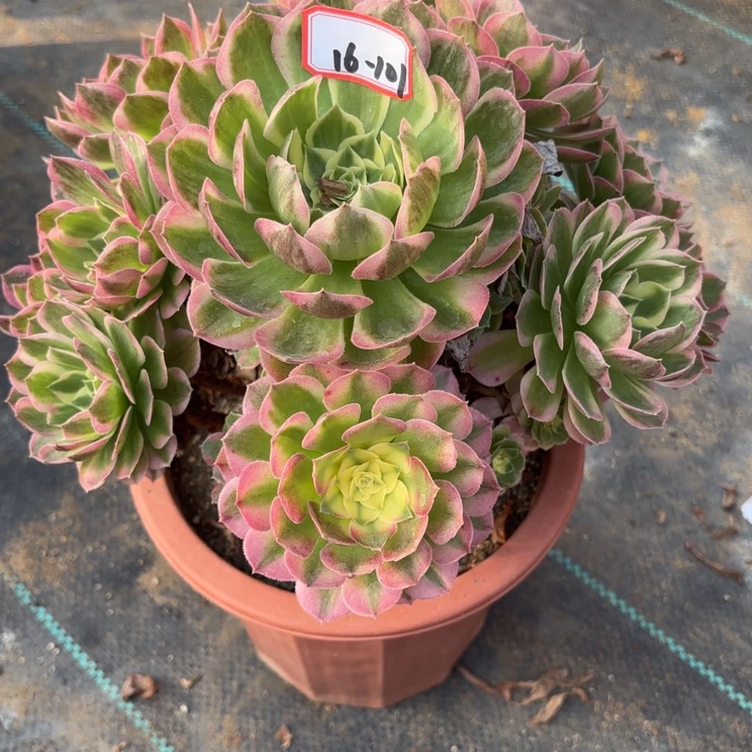 16-101海王多肉植物