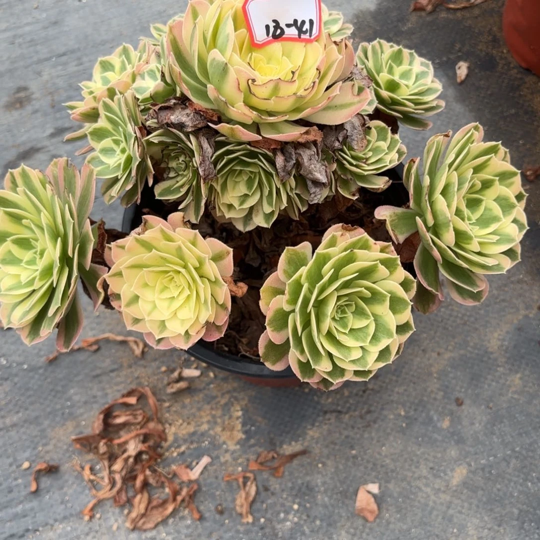 18-41玉滋多肉植物