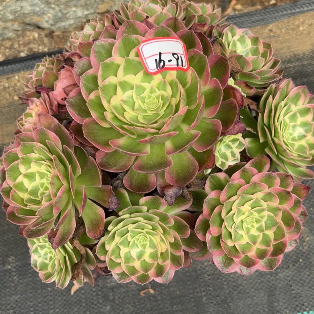 【闪购商品】16-91海王多肉