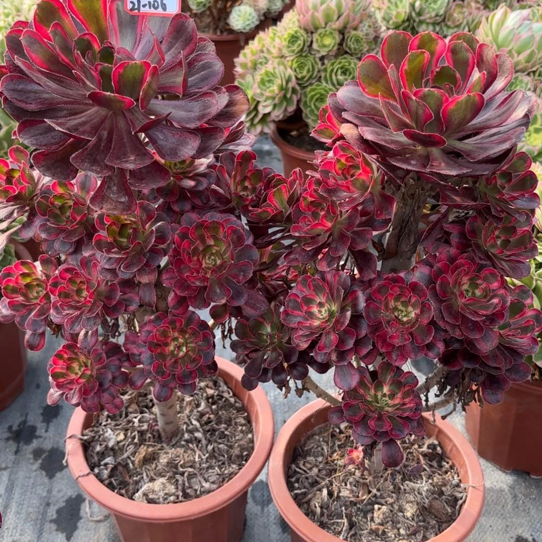 21-106丽娜2颗一组多肉植物